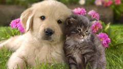 552180-dogs-and-cats