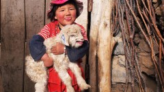 Macan's granddaughter playing with a lamb in the pen.  Macan, a master falconer, teaches his son how to hunt with eagles amidst a rapidly changing society, in order to save a dying custom and ancient way of life.  (photo credit:  Migrator Image)