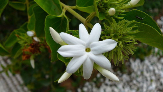 Jasminum_multiflorum_0001