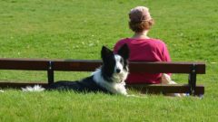 border-collie-1541852_960_720