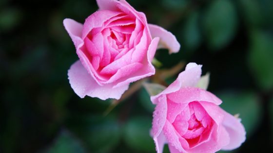 roses-22802_960_720